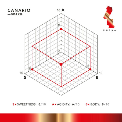 Canario / BRASILE